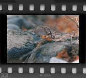 Leaves & rock